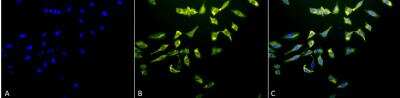 Immunocytochemistry/ Immunofluorescence: HSPA8/HSC71/Hsc70 Antibody (1F2-H5) [NBP2-12880]