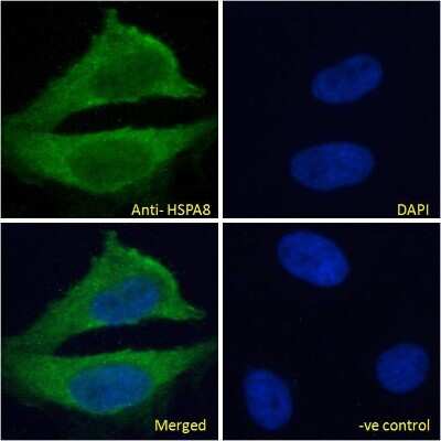 Immunocytochemistry/ Immunofluorescence: HSPA8/HSC71/Hsc70 Antibody [NB100-41377]