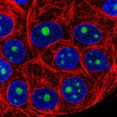 Immunocytochemistry/ Immunofluorescence: HSPC111 Antibody [NBP2-58774]