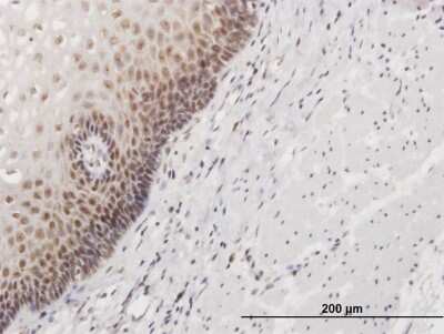Immunohistochemistry-Paraffin: HSPC111 Antibody [H00051491-B01P]