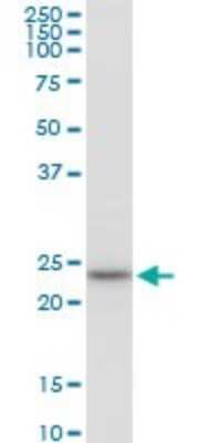 Western Blot: HSPC111 Antibody [H00051491-B01P]