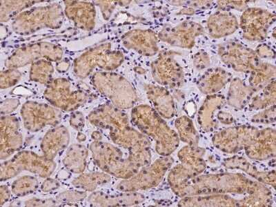 Immunohistochemistry-Paraffin: HSPC132 Antibody [NBP2-98141]