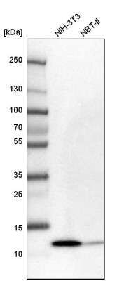 Western Blot: HSPC280 Antibody [NBP1-81670]