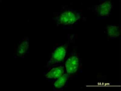 Immunocytochemistry/ Immunofluorescence: HTF9C Antibody [H00027037-B01P]