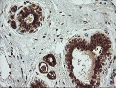 Immunohistochemistry: HTF9C Antibody (OTI1C3) - Azide and BSA Free [NBP2-71830]