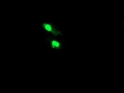 Immunofluorescence: HTF9C Antibody (OTI1C3) [NBP2-46015]