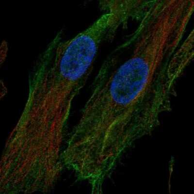 Immunocytochemistry/ Immunofluorescence: HTRA1/PRSS11 Antibody [NBP1-81654]