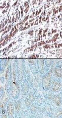 Immunohistochemistry: HTRA2/Omi Antibody (196C429) [NB100-56558]