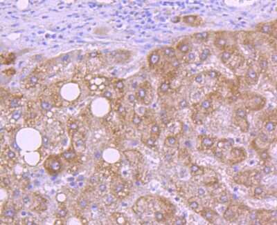 Immunohistochemistry-Paraffin: HTRA2/Omi Antibody (ST54-05) [NBP2-67543]