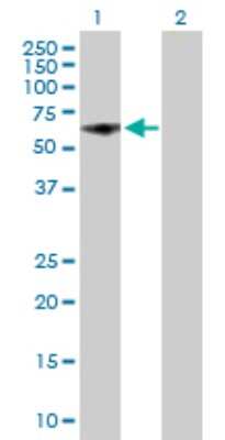 Western Blot: HUCE1 Antibody [H00023378-B01P]