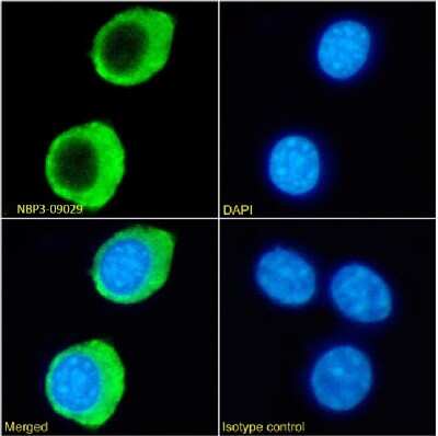 Immunocytochemistry/ Immunofluorescence: HVEM/TNFRSF14 Antibody (HMHV-1B18) - Chimeric - Azide and BSA Free [NBP3-09029]
