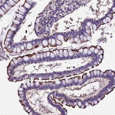 Immunohistochemistry-Paraffin: HVSL1 Antibody [NBP1-82268]