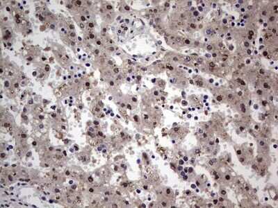 Immunohistochemistry: HYPB Antibody (OTI1E1) - Azide and BSA Free [NBP2-71850]