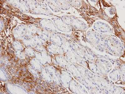 Immunohistochemistry-Paraffin: Haptoglobin Antibody [NBP1-32391]