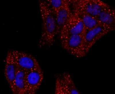 Immunocytochemistry/ Immunofluorescence: Haptoglobin Antibody (JM10-79) [NBP2-66881]
