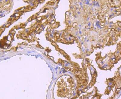 Immunohistochemistry-Paraffin: Haptoglobin Antibody (JM10-79) [NBP2-66881]