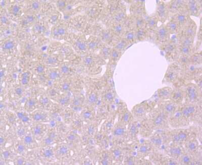 Immunohistochemistry-Paraffin: Haptoglobin Antibody (JM10-79) [NBP2-66881]