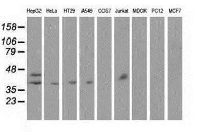 Western Blot: Haptoglobin Antibody (OTI4H5) [NBP2-03008]