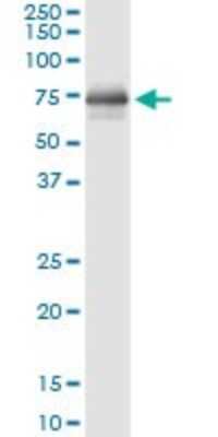 Immunoprecipitation: Hck Antibody (1D9-1A9) [H00003055-M01]