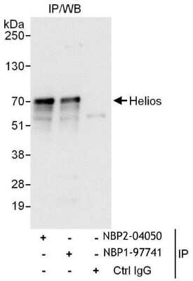 Immunoprecipitation: Helios Antibody [NBP2-04050]