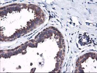 Immunohistochemistry-Paraffin: HO-2/HMOX2 Antibody (OTI1C2) [NBP2-01407]