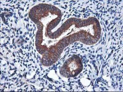 Immunohistochemistry-Paraffin: HO-2/HMOX2 Antibody (OTI1C2) [NBP2-01407]