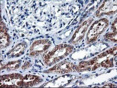Immunohistochemistry-Paraffin: HO-2/HMOX2 Antibody (OTI1C2) [NBP2-01407]