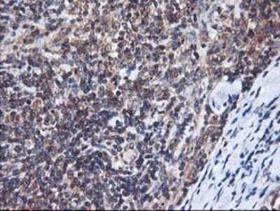 Immunohistochemistry-Paraffin: HO-2/HMOX2 Antibody (OTI1C2) [NBP2-01407]