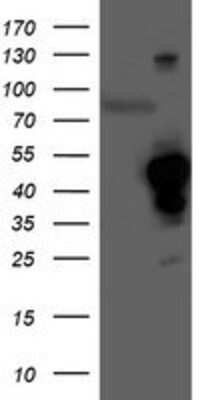 Western Blot: HO-2/HMOX2 Antibody (OTI1C2) [NBP2-01407]