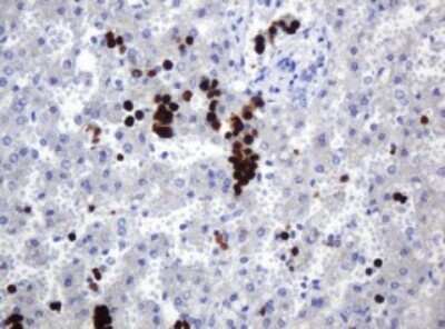 Immunohistochemistry: Hemogen Antibody (OTI2D7) - Azide and BSA Free [NBP2-72005]