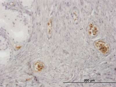 Immunohistochemistry-Paraffin: Hemoglobin zeta Antibody (1G10) [H00003050-M03]