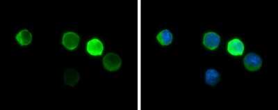Immunocytochemistry/ Immunofluorescence: Hemoglobin zeta Antibody (GT1544) [NBP3-13543]