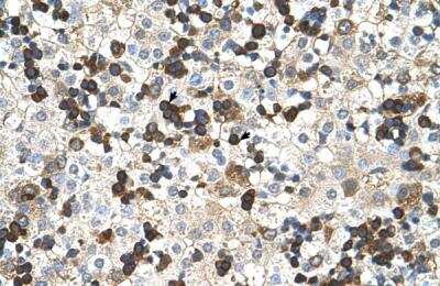 Immunohistochemistry-Paraffin: Hemoglobin zeta Antibody [NBP1-56354]