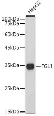 Western Blot: Hepassocin/FGL1 Antibody (5M3E6) [NBP3-16003]