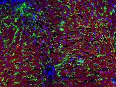 Immunohistochemistry-Frozen: Hepatic Sinusoidal Endothelial Cells Antibody (SE-1) - Azide and BSA Free [NBP2-80759]