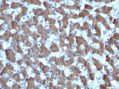 Immunohistochemistry-Paraffin: Hepatocyte Specific Antigen Antibody (HepPar1) - Azide and BSA Free [NBP3-08970]