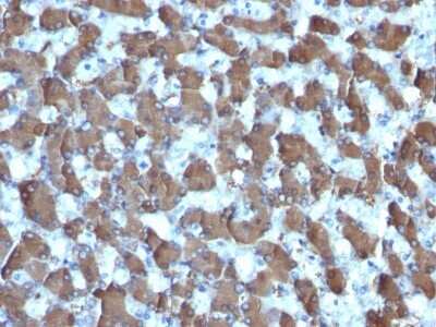 Immunohistochemistry-Paraffin: Hepatocyte Specific Antigen Antibody (HepPar1) - IHC-Prediluted [NBP2-48068]