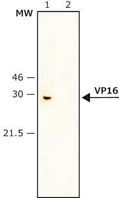 Western Blot: Herpes Simplex Virus VP16 AntibodyBSA Free [NB600-950]