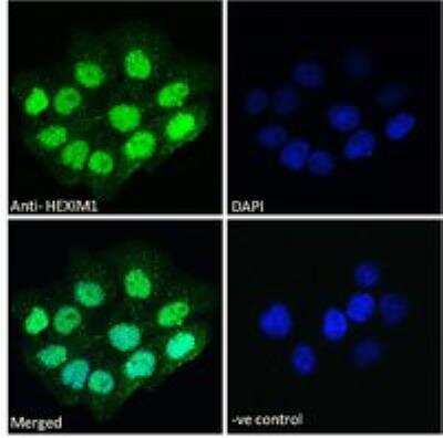 Immunocytochemistry/ Immunofluorescence: Hexim 1 Antibody [NB100-55391]