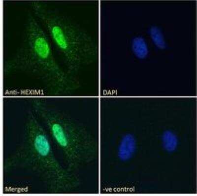 Immunocytochemistry/ Immunofluorescence: Hexim 1 Antibody [NB100-55391]