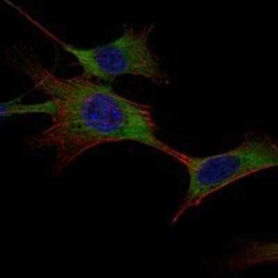 Immunocytochemistry/ Immunofluorescence: Hexokinase 1 Antibody (3A10) - BSA Free [NBP1-51644]