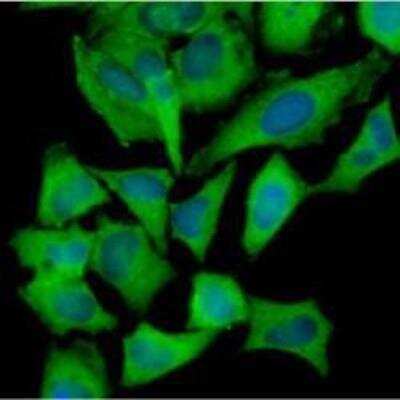 Immunocytochemistry/ Immunofluorescence: Hexokinase 1 Antibody (4D7) - BSA Free [NBP1-04295]