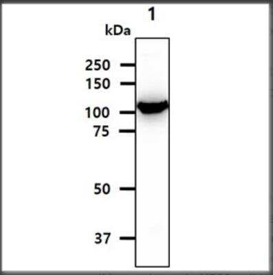 Western Blot: Hexokinase 1 Antibody (4D7)BSA Free [NBP1-04295]