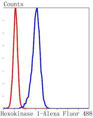 Flow Cytometry: Hexokinase 1 Antibody (ST47-05) [NBP2-67503]