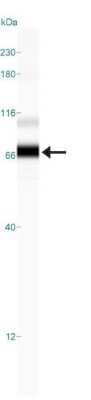 Simple Western: His Tag Antibody (AD1.1.10)Azide and BSA Free [NBP2-80768]