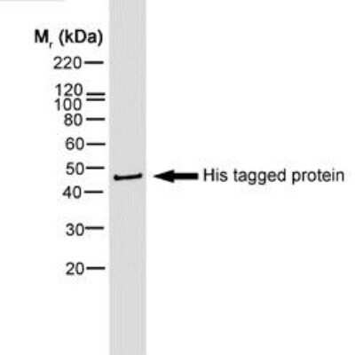 Western Blot: His Tag Antibody (AD1.1.10)Azide and BSA Free [NBP2-80768]