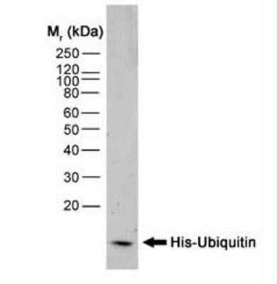 Western Blot: His Tag Antibody (AD1.1.10)Azide and BSA Free [NBP2-80768]