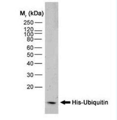Western Blot: His Tag Antibody (AD1.1.10)Non-Recombinant Monoclonal [NB100-64768]