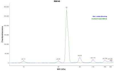 Simple Western: His Tag Antibody (RM146) [NBP2-61482]