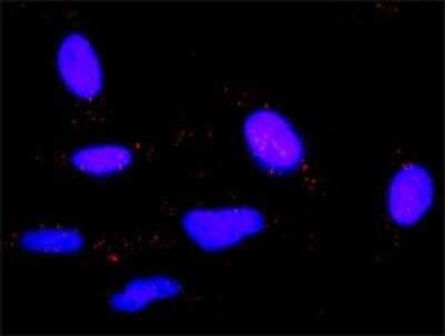 Proximity Ligation Assay: Histamine H1R Antibody (3D1) [H00003269-M03]